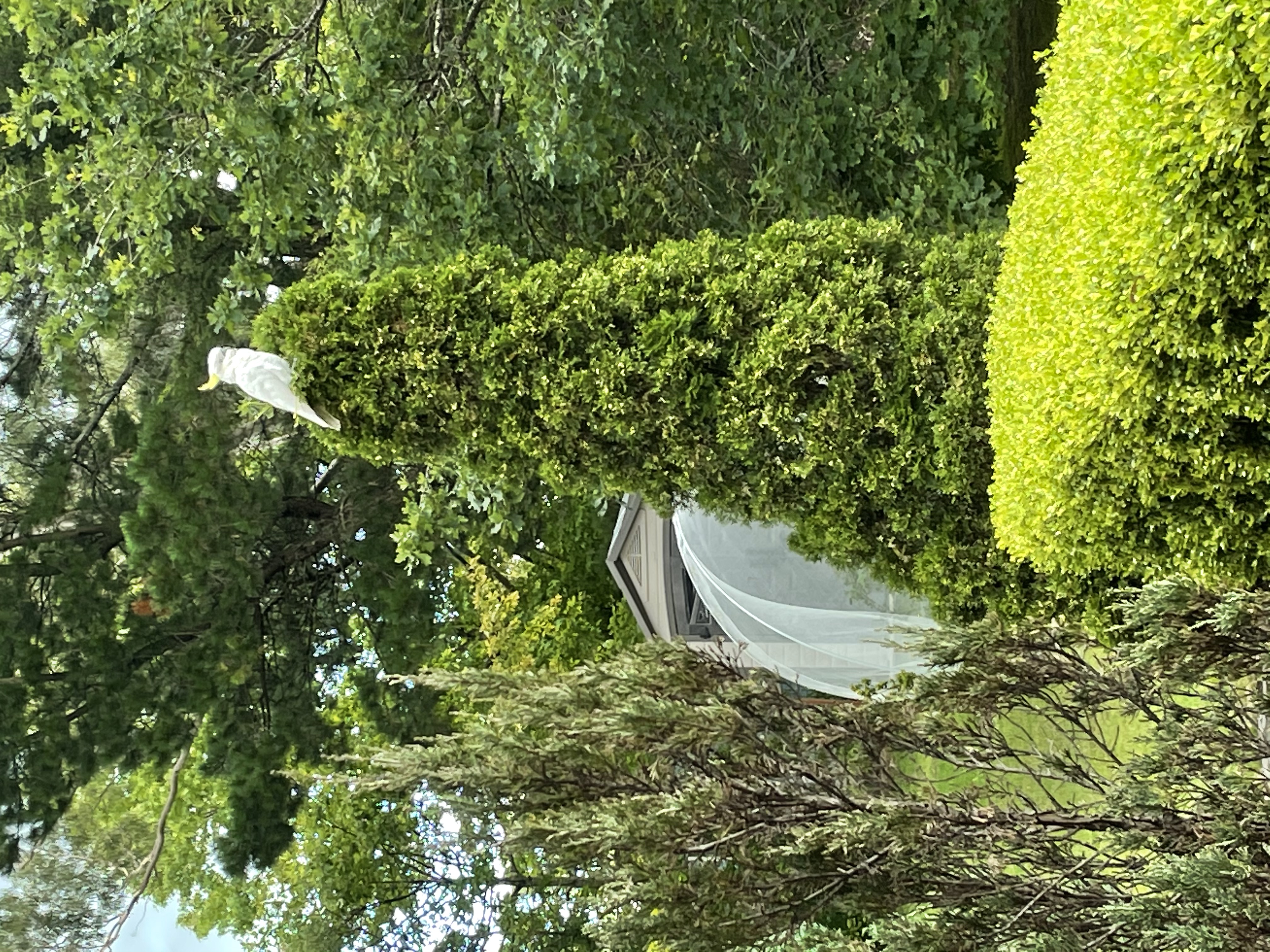 perched cockatoo